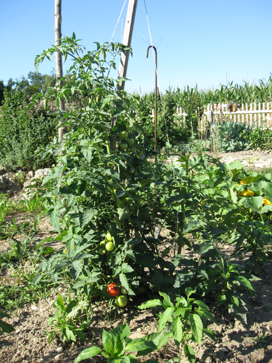 Bild Tomatengenerationen